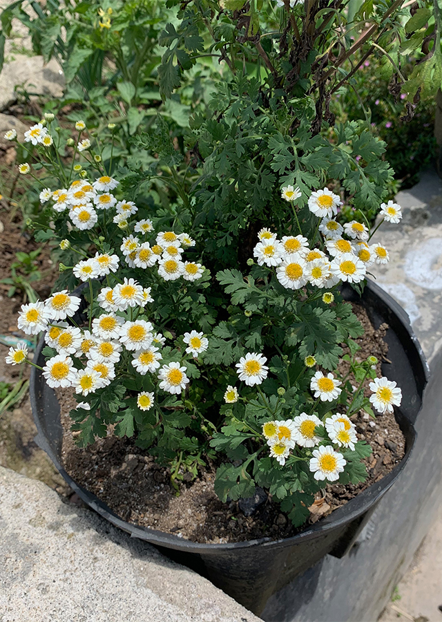 Ramuan Feverfew