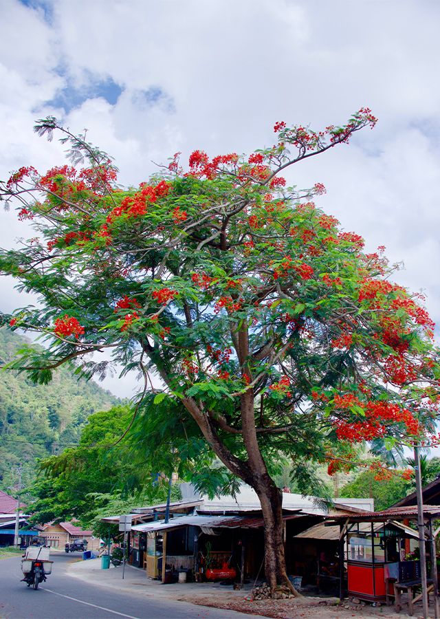 Kandungan Flamboyan