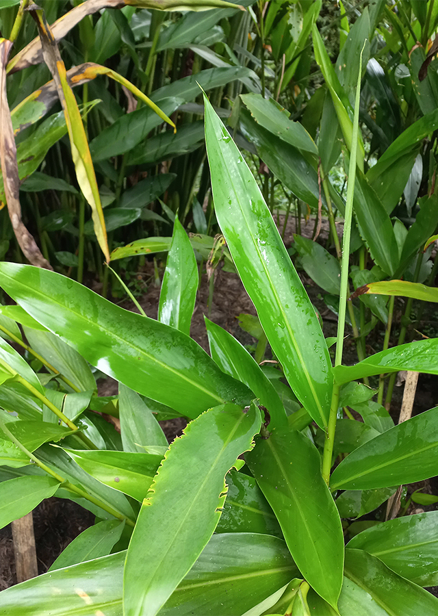Ramuan Gandasuli Kuning