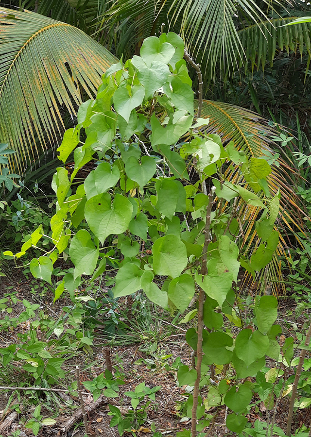 Kandungan Gembili