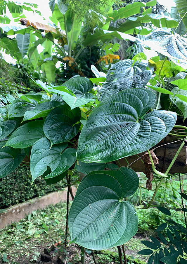 Kandungan Gembolo