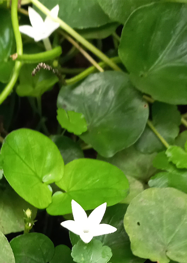 Kandungan Geophila repens