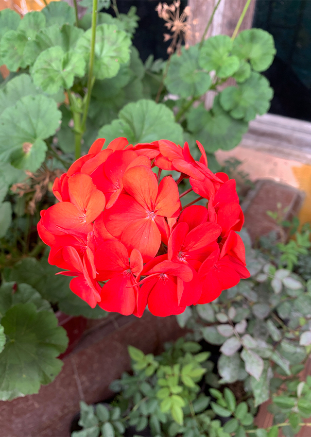 Kandungan Geranium