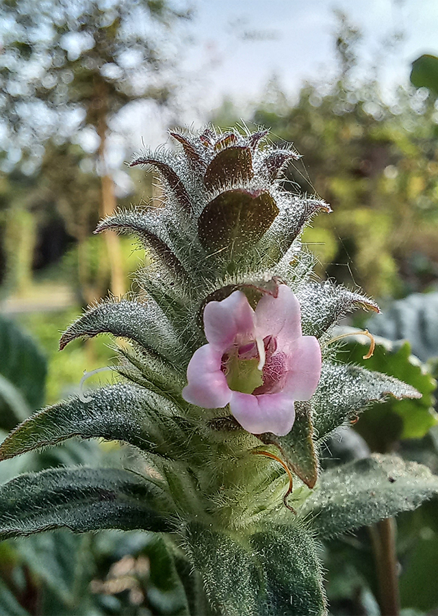 Kandungan Green Shrimp Plant