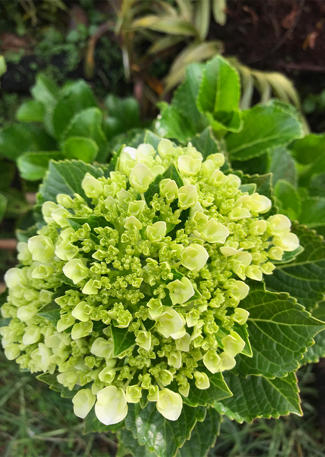 Kandungan Hortensia