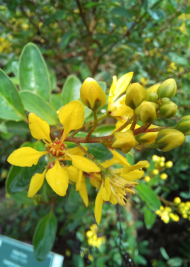 Kandungan Hujan Emas