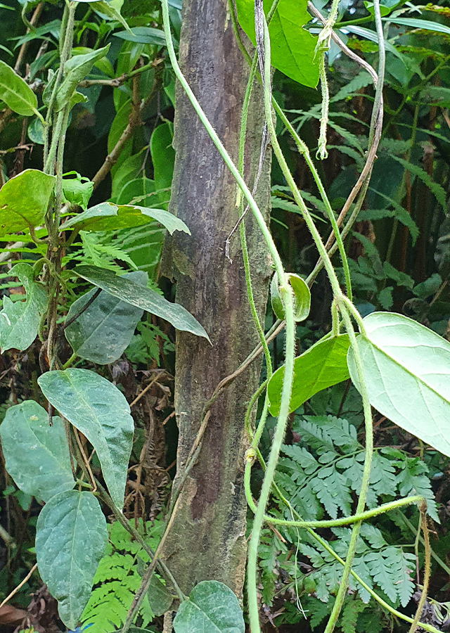 Ramuan Indian Ipecac