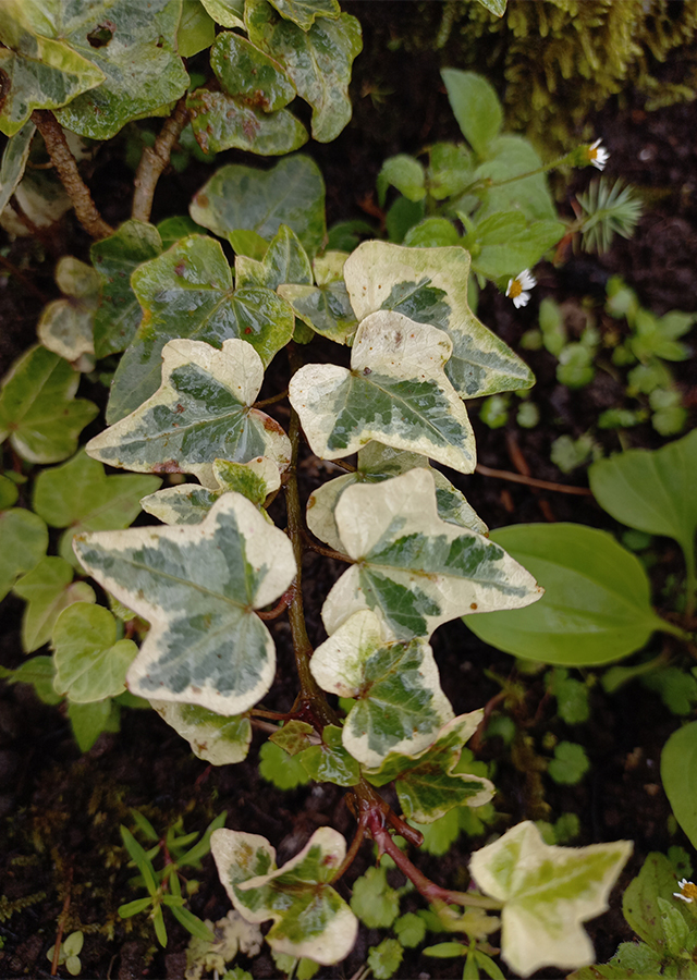 Ramuan Ivy