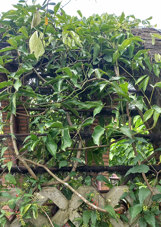 Kandungan Jade Vine