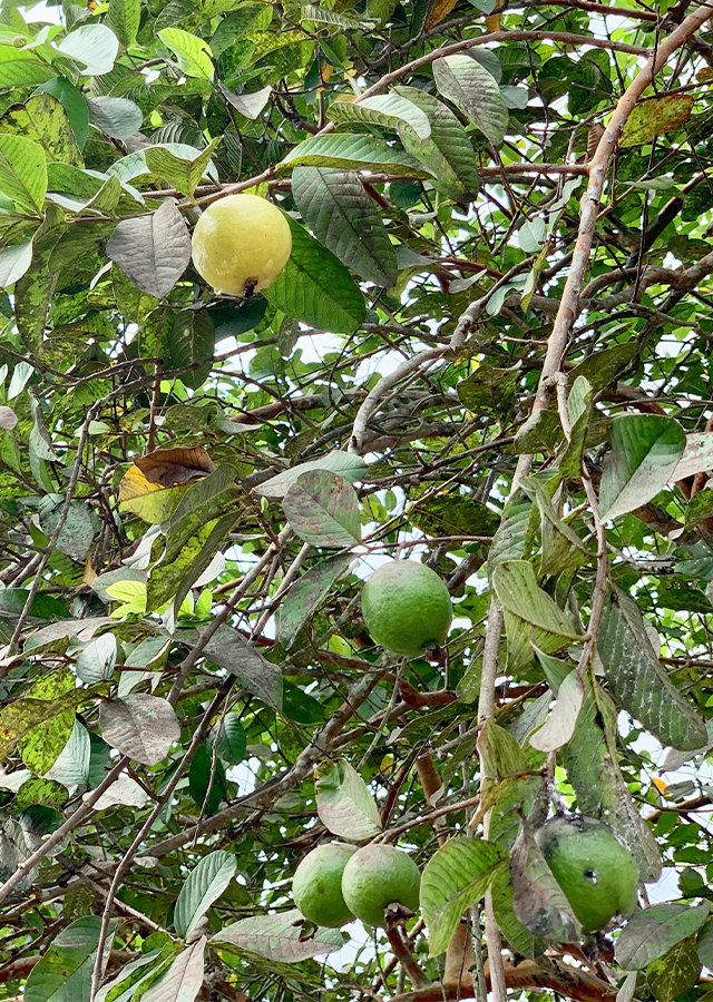 Ramuan Jambu Biji