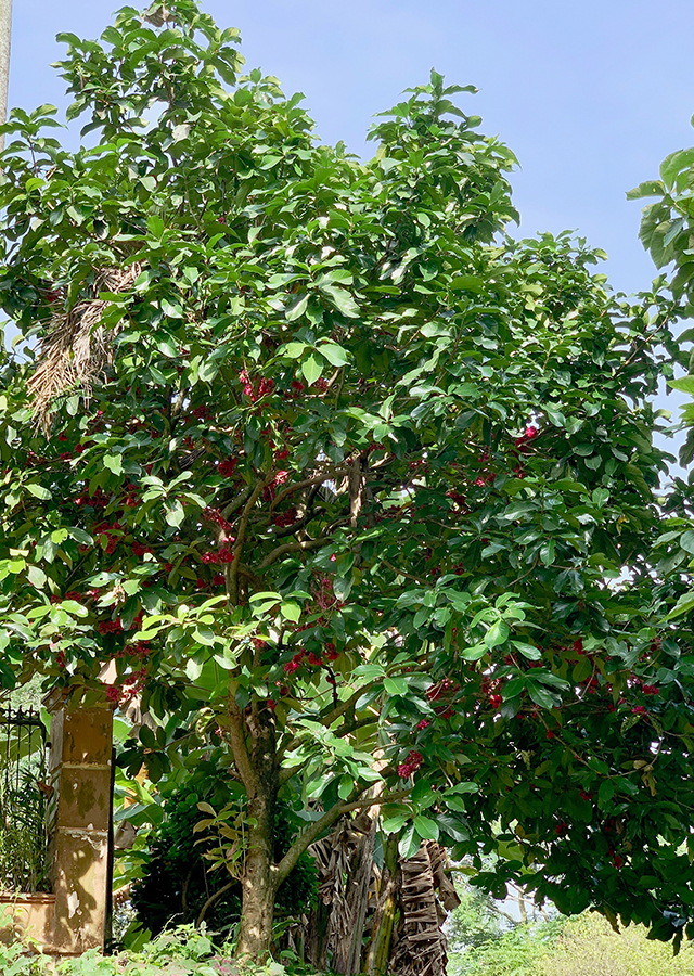 Kandungan Jambu Bol
