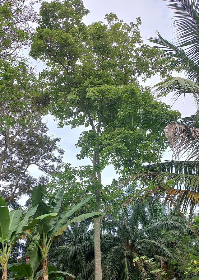 Kandungan Jati