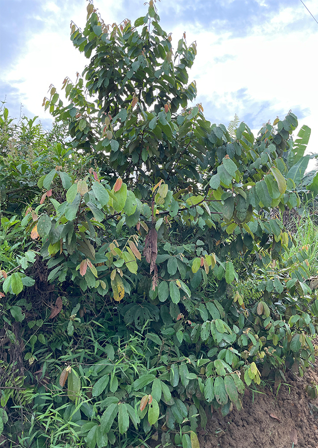 Ramuan Jeluak