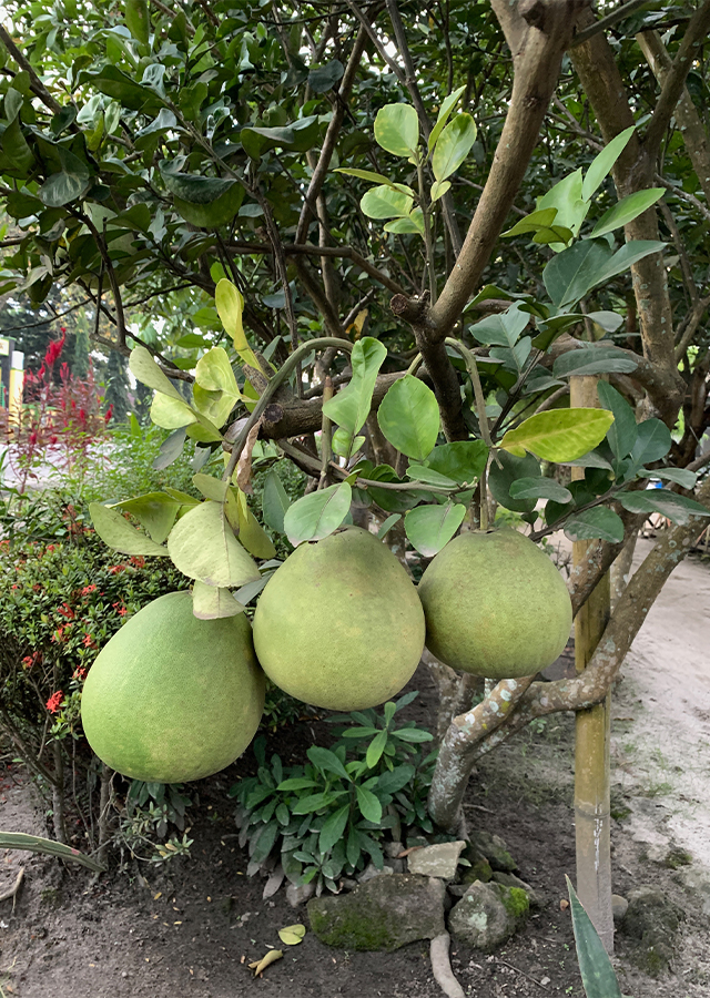 Kandungan Jeruk Bali