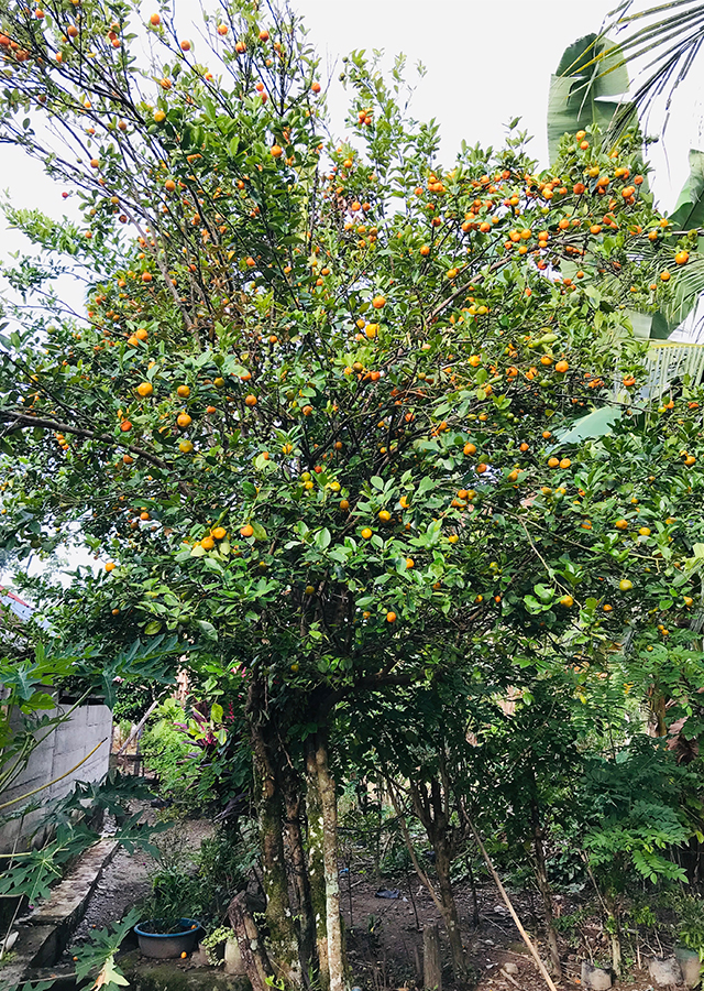 Kandungan Jeruk Kasturi