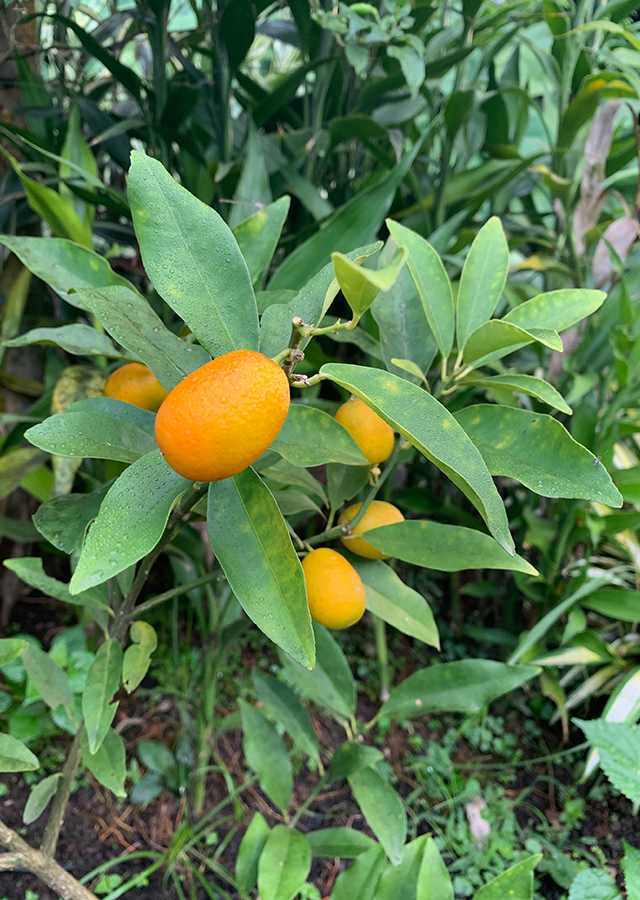 Ramuan Jeruk Kumquat