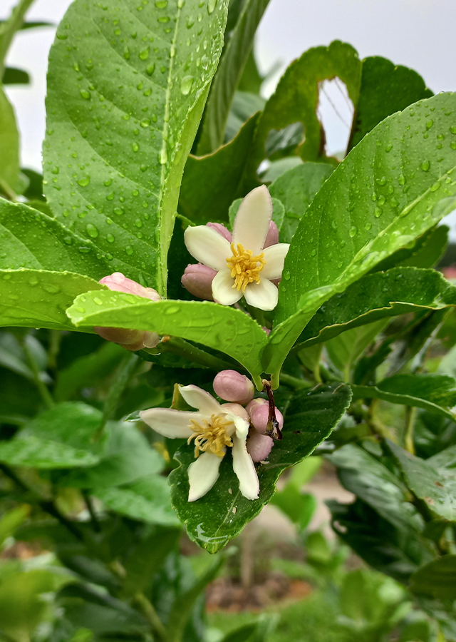 Kandungan Jeruk Lemon