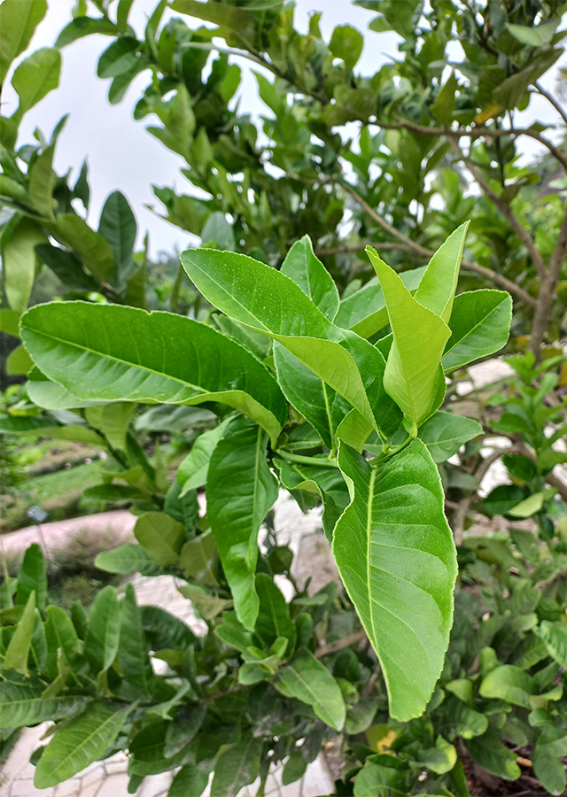 Ramuan Jeruk Pepaya
