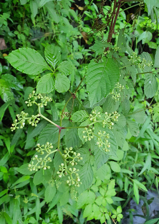 Kandungan Jiaogulan