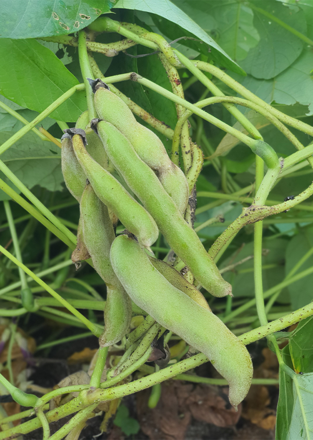 Kandungan Kacang Benguk