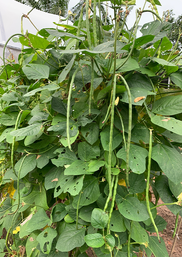 Ramuan Kacang Panjang