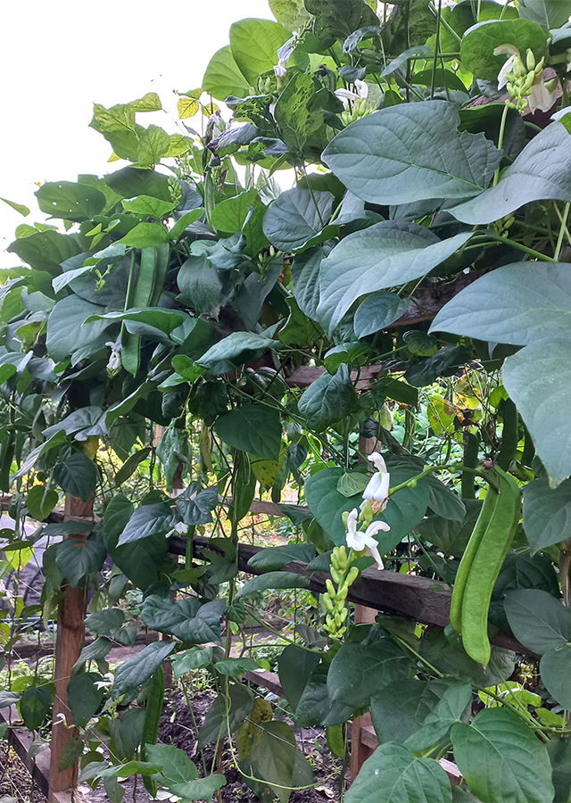Penyebaran Kacang Pedang Putih