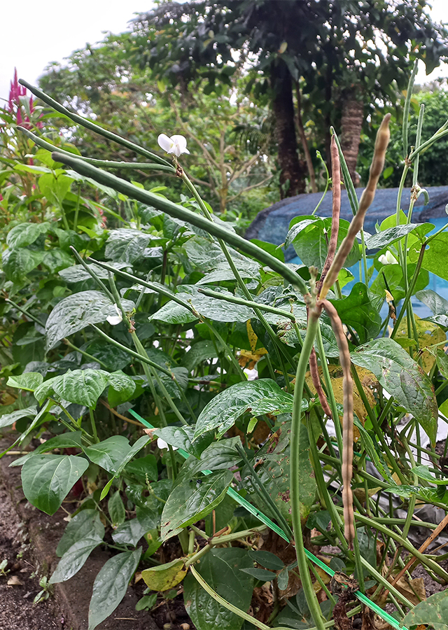 Ramuan Kacang Tunggak