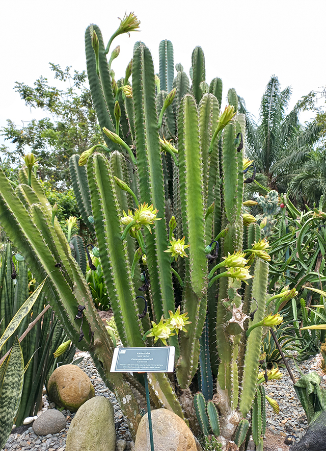 Kandungan Kaktus Gada
