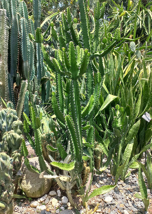 Ramuan Kaktus Tulang Naga