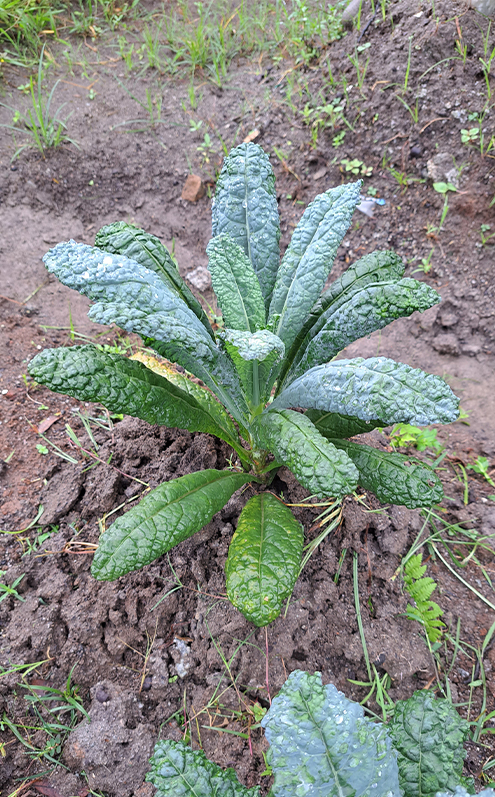 Ramuan Kale Lacinato