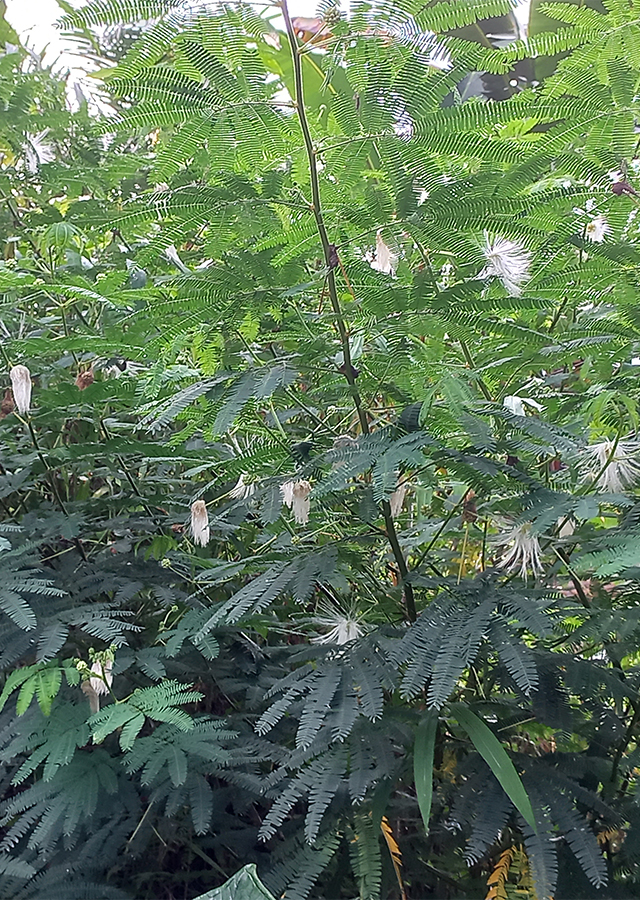 Ramuan Kaliandra Putih
