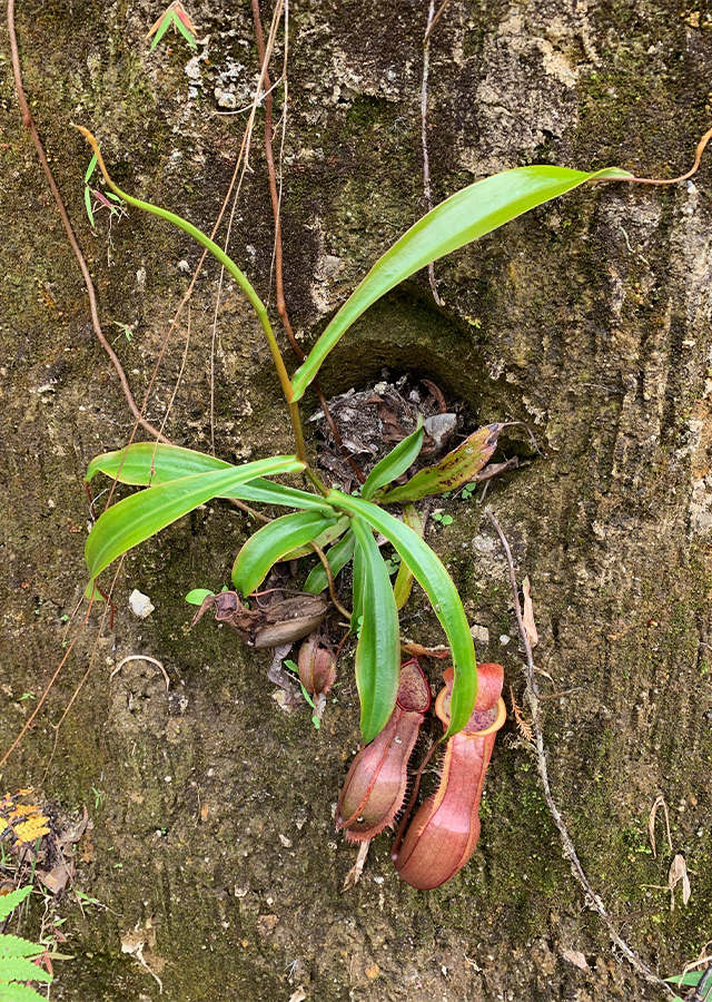 Kandungan Kantung Semar