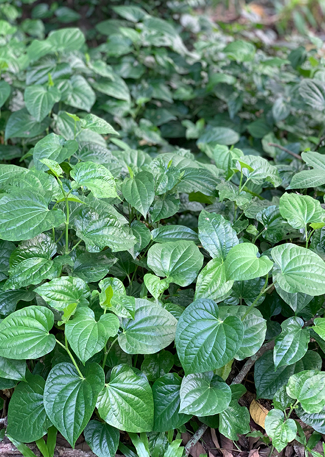 Kandungan Karuk