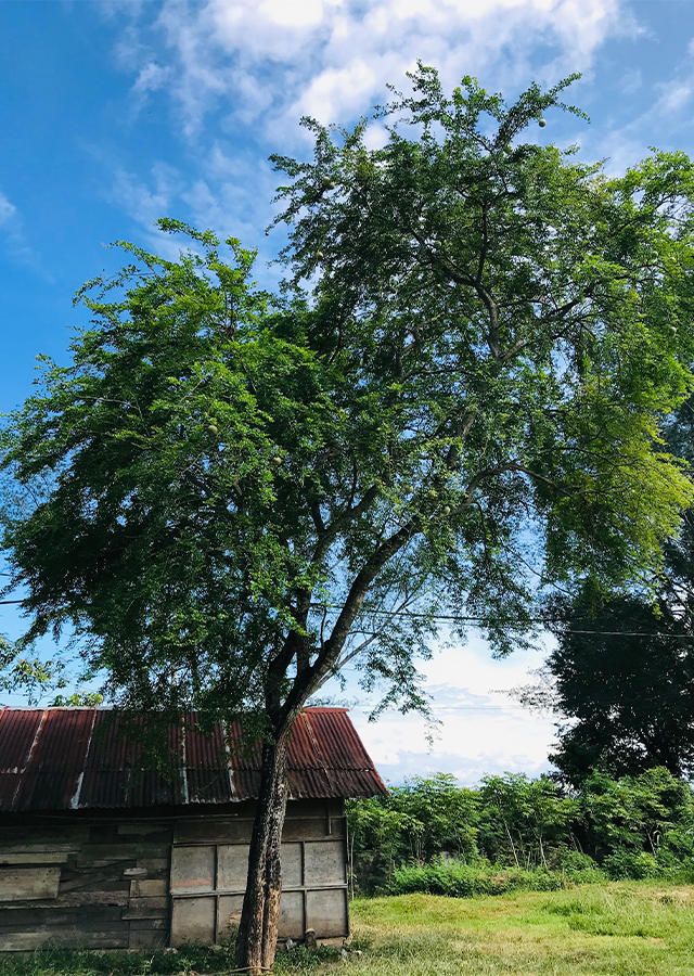 Kandungan Kawista