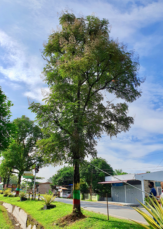 Kandungan Kayu Ingul
