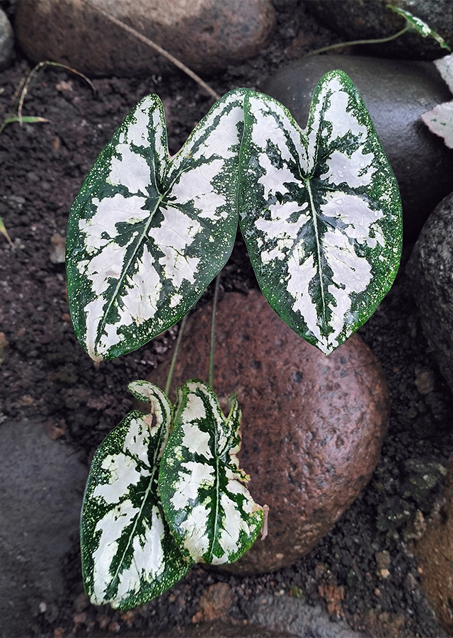Kandungan Keladi Liliput