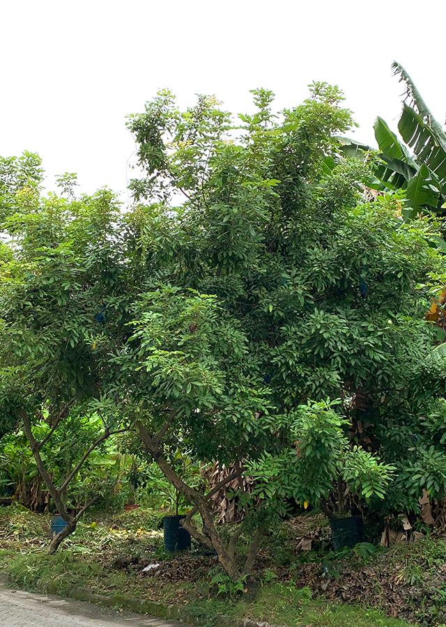 Ramuan Kelengkeng
