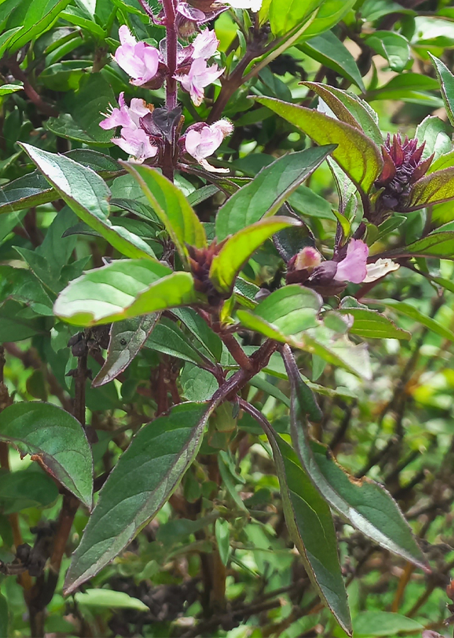 Kandungan Kemangi Thailand