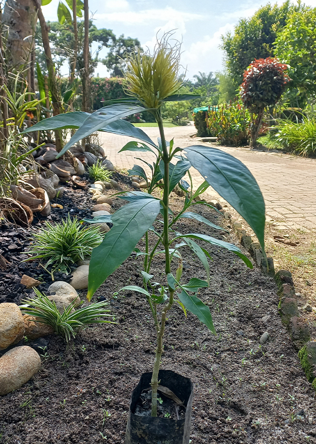 Ramuan Kembang Emas