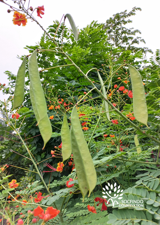 Ramuan Kembang Merak Merah