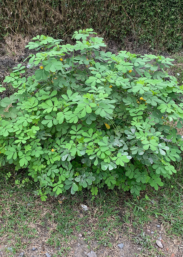 Kandungan Ketepeng Kecil