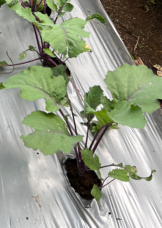 Ramuan Kohlrabi