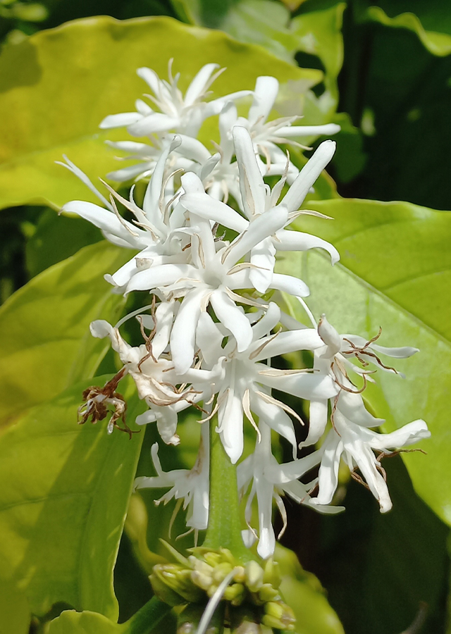 Ramuan Kopi Excelsa