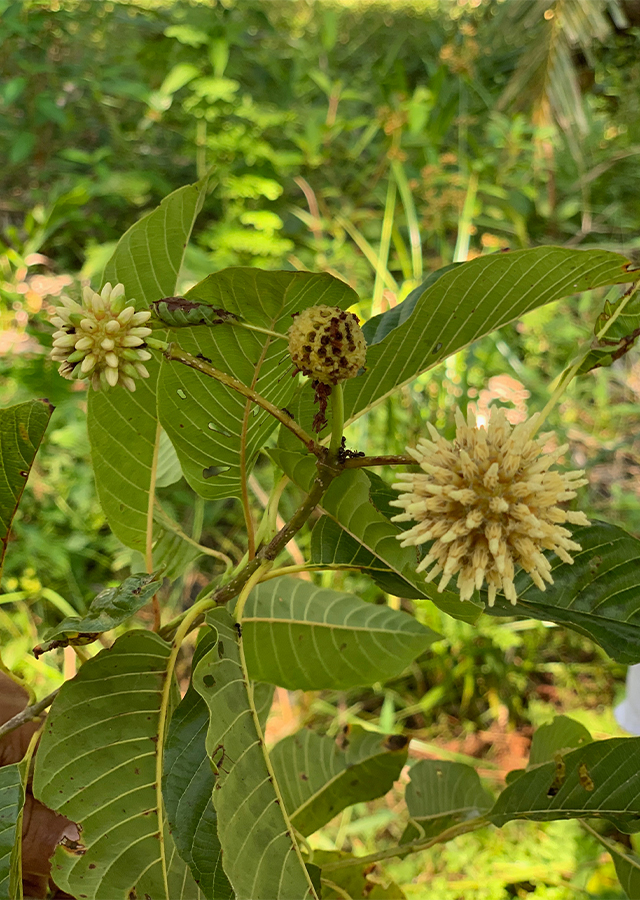 Kandungan Kratom