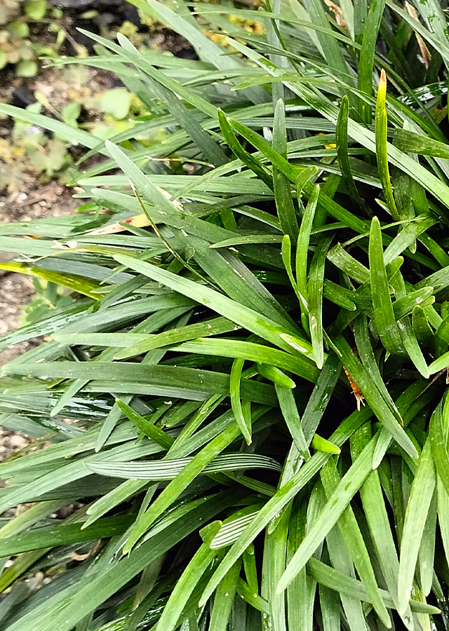 Ramuan Kucai Mini