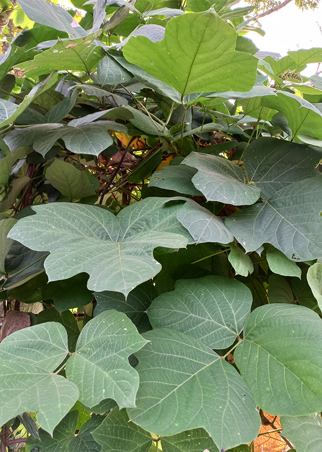 Ramuan Kudzu