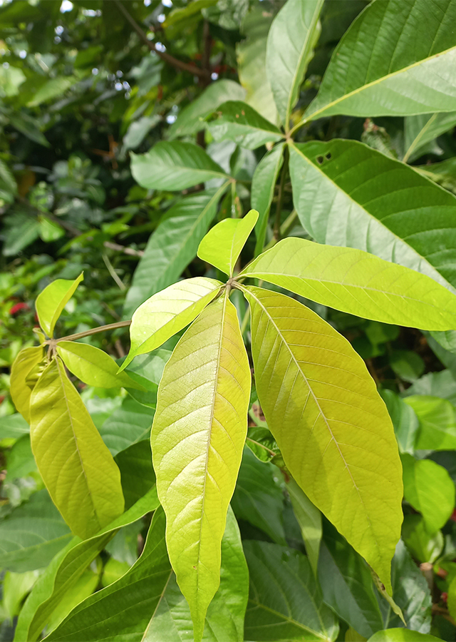 Ramuan Laban