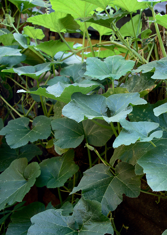 Kandungan Labu Kuning