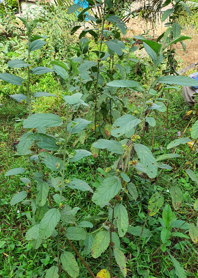 Ramuan Lembayung Muda