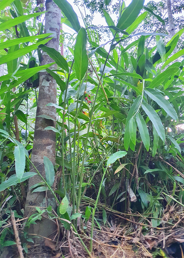 Ramuan Lengkuas Genting